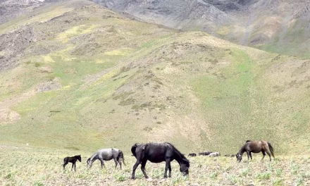 Preserving India’s Pastures: What Does the New UN Report Tell Us?