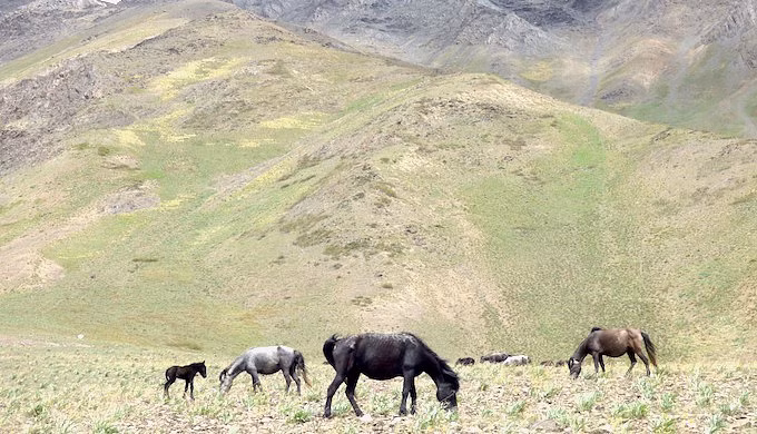 Preserving India’s Pastures: What Does the New UN Report Tell Us?