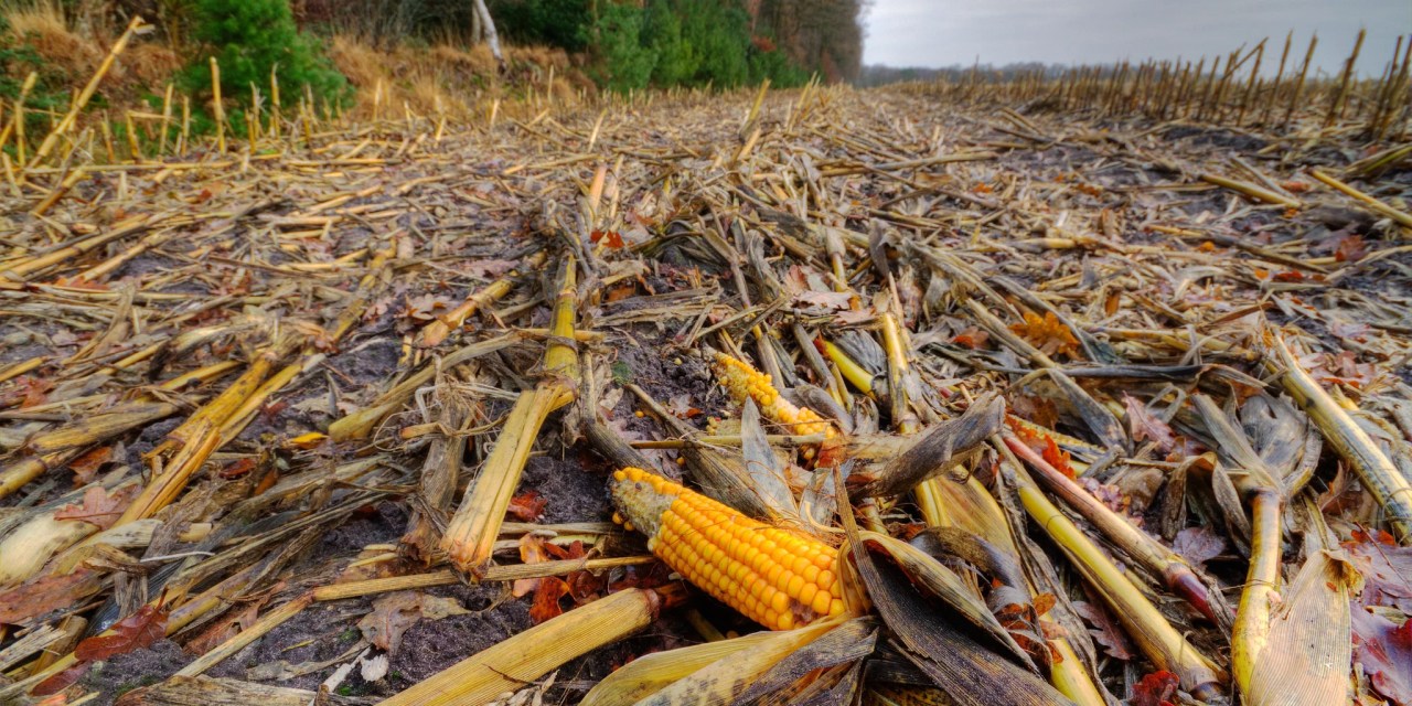 Transforming Farm Waste with Compostable Alternatives for Soil Rejuvenation