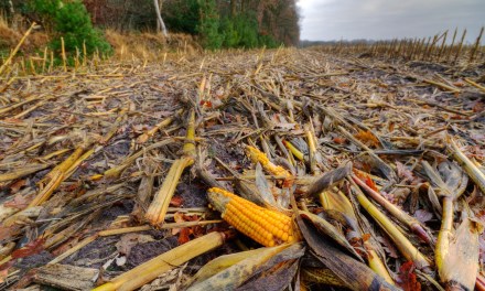 Transforming Farm Waste with Compostable Alternatives for Soil Rejuvenation