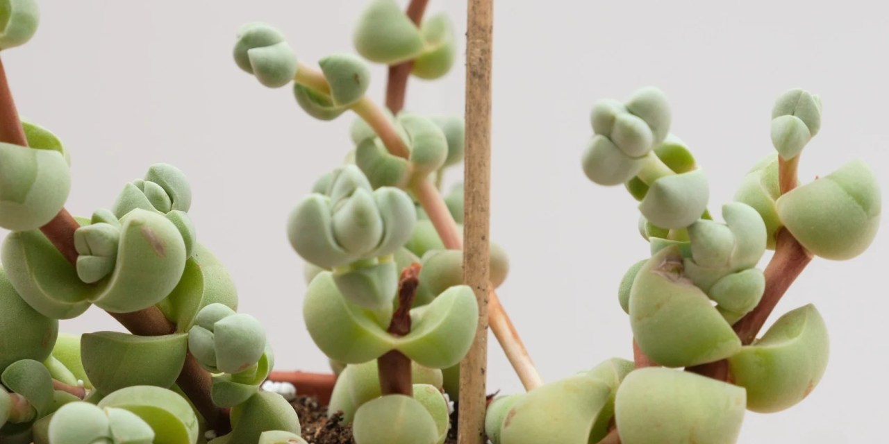 20 BEST SUCCULENTS FOR BEGINNERS: EASY-TO-GROW VARIETIES YOU’LL LOVE