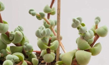 20 BEST SUCCULENTS FOR BEGINNERS: EASY-TO-GROW VARIETIES YOU’LL LOVE