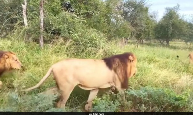 Rare Wildlife Moment: Old Hyena Gives Itself Up To The Lions