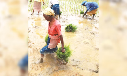 Climate-resistant seeds likely to cover 25% kharif paddy area in 2024