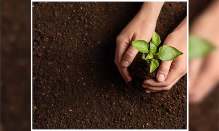 Indore creates world record, plants 1.1 million saplings in a day