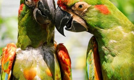 Two Rare Parrots Sent From Different Zoos So They Might ‘Fall in Love’ and Save Species With Just 300 Wild Birds Left