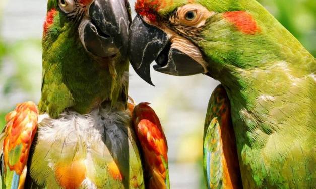 Two Rare Parrots Sent From Different Zoos So They Might ‘Fall in Love’ and Save Species With Just 300 Wild Birds Left