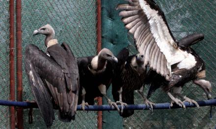Decline in vulture population led to 5 lakh human deaths in five years: Report