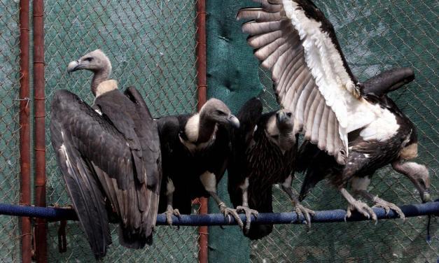 Decline in vulture population led to 5 lakh human deaths in five years: Report