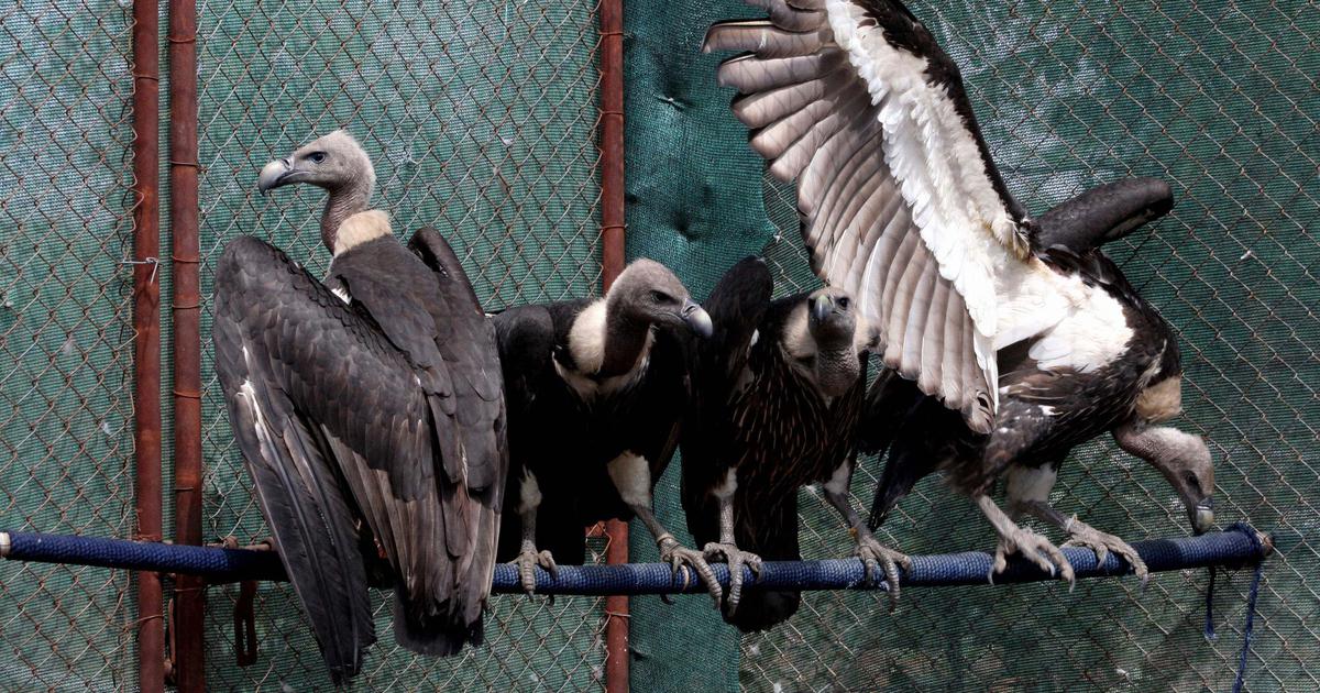 Decline in vulture population led to 5 lakh human deaths in five years: Report