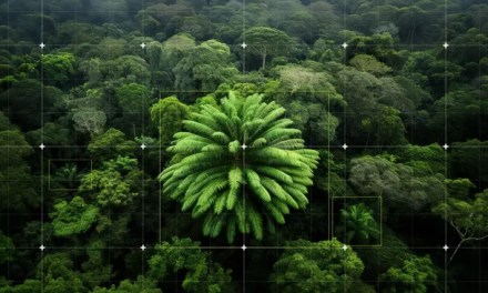 World’s loneliest tree species can’t reproduce without a mate. So AI is looking for one hidden in the forests of South Africa.