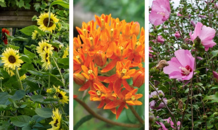 Butterfly weed or butterfly bush: can you identify these 10 plants?
