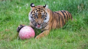 Endangered tiger enjoys meat-cake on first birthday 1