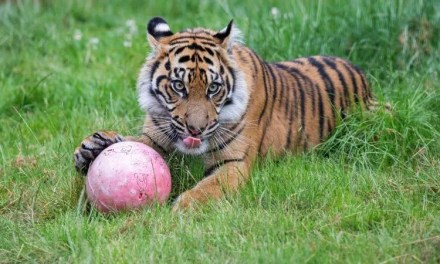 Endangered tiger enjoys meat-cake on first birthday
