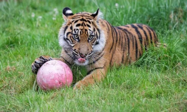Endangered tiger enjoys meat-cake on first birthday