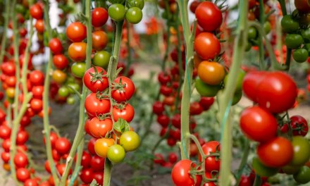 How to increase tomato yields – 10 reliable and successful ways to boost your harvests