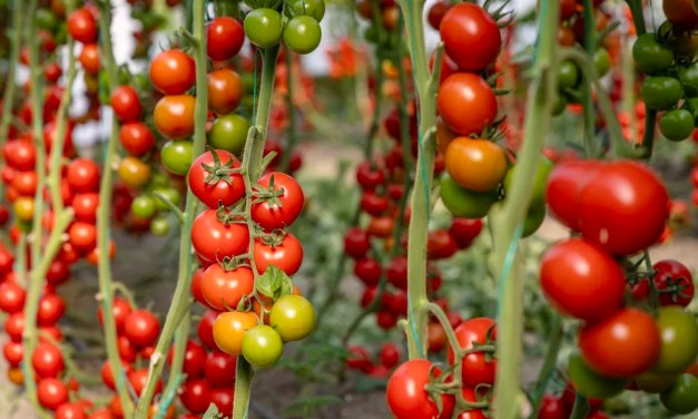 How to increase tomato yields – 10 reliable and successful ways to boost your harvests