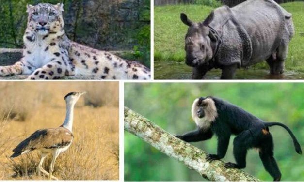 Endangered Wonders: Seven Species in India to See Before They’re Gone