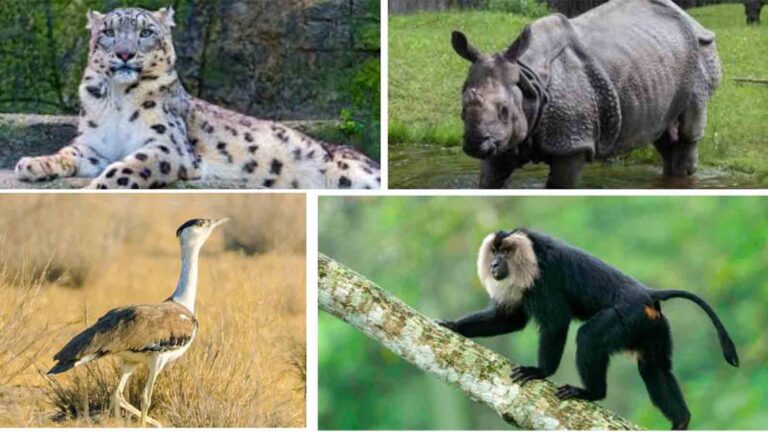 Endangered Wonders: Seven Species in India to See Before They’re Gone