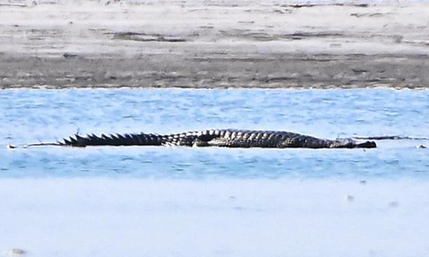 Brahmaputra’s lone female gharial’s long wait for a mate could end soon