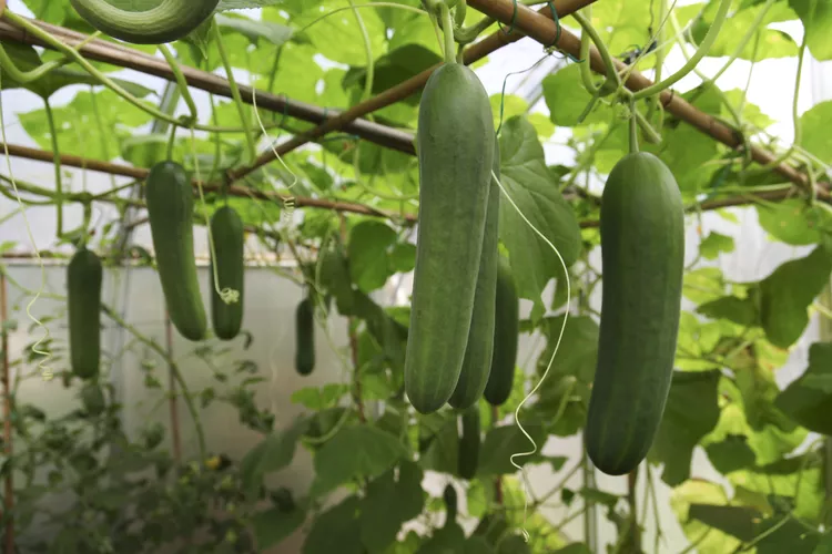 How Many Cucumbers Should My Plant Grow? Plus Tips for Boosting Your Yield
