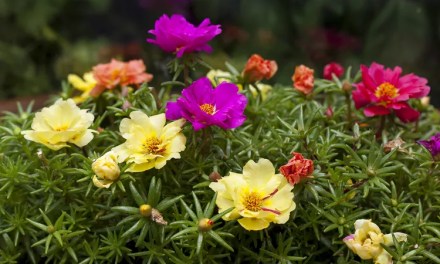 How to Grow and Care for Portulaca for Colorful Blooms All Season Long