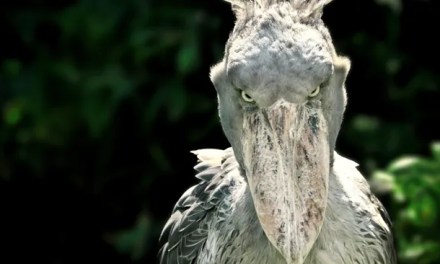 Shoebill: The human-sized African bird that eats baby crocodiles and kills its siblings