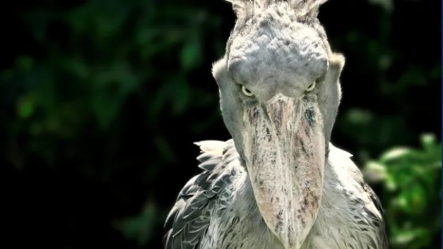 Shoebill: The human-sized African bird that eats baby crocodiles and kills its siblings