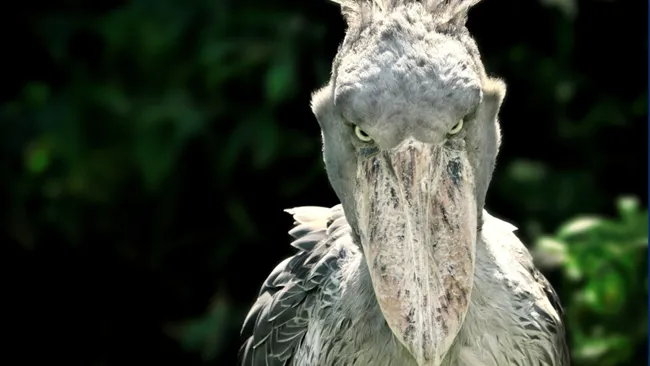 Shoebill: The human-sized African bird that eats baby crocodiles and kills its siblings