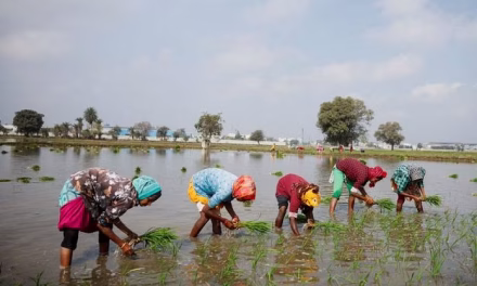 Indian farmers rush to plant summer crops as monsoon revives