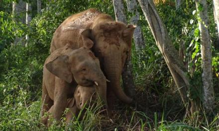 World’s smallest elephant heads toward extinction, just 1,000 left in wild