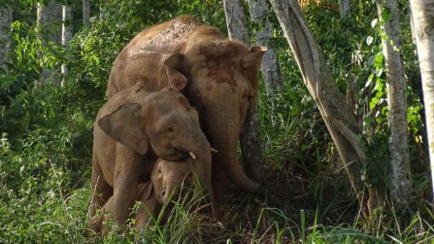 World’s smallest elephant heads toward extinction, just 1,000 left in wild