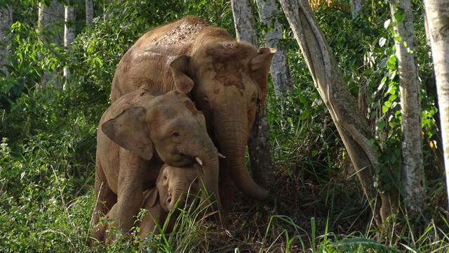World’s smallest elephant heads toward extinction, just 1,000 left in wild