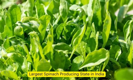 Largest Spinach Producing State in India