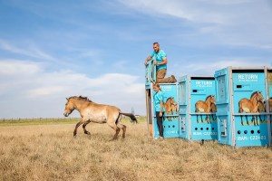 The Last Wild Horses Are Finally Returning to Their Natural Habitat 1