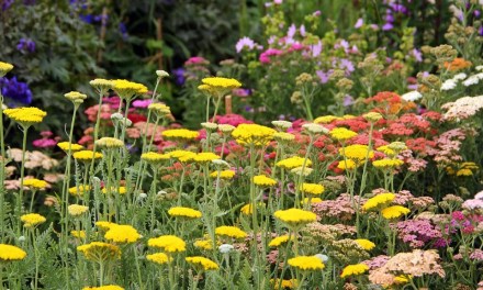 Best Plants For Poor Soil – These 8 Plants Are Happy To Grow Anywhere!