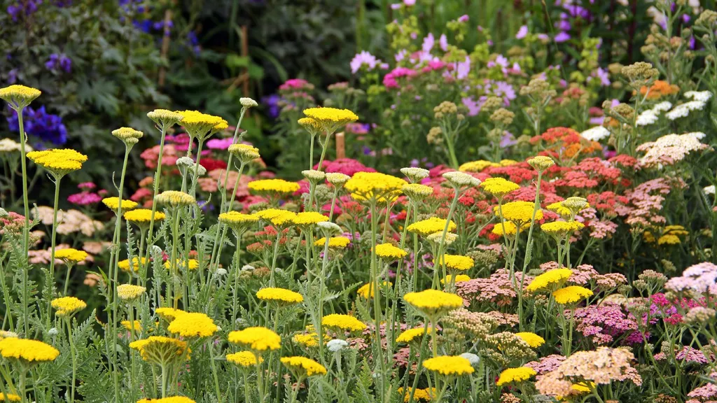 Best Plants For Poor Soil – These 8 Plants Are Happy To Grow Anywhere!
