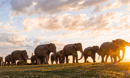 100 Life-Sized Indian Elephant Sculptures Embark on Symbolic U.S. Journey in “The Great Elephant Migration”