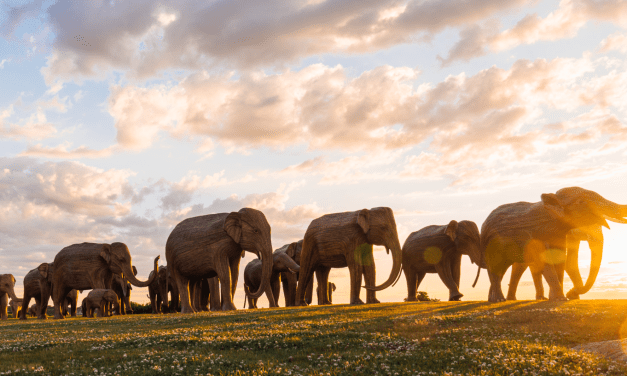 100 Life-Sized Indian Elephant Sculptures Embark on Symbolic U.S. Journey in “The Great Elephant Migration”