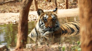 International Tiger Day 2024: date, history, significance and global efforts 1