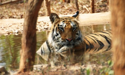 International Tiger Day 2024: date, history, significance and global efforts