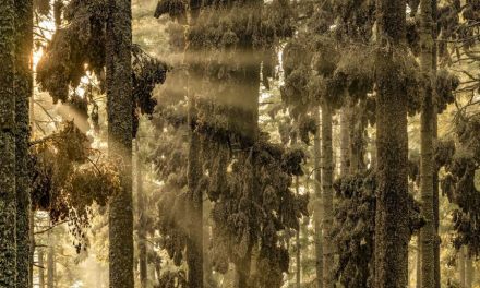 25 Winning Photos From The 2024 Big Picture Natural World Photography Awards