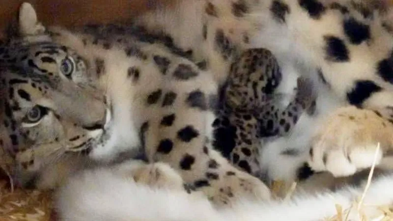 Rare snow leopard born in conservation triumph