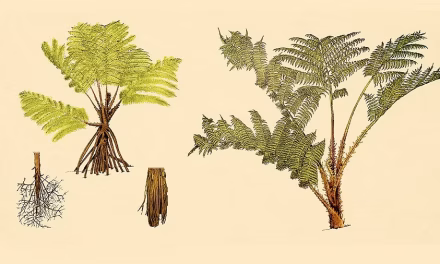 A fern that rises from the dead