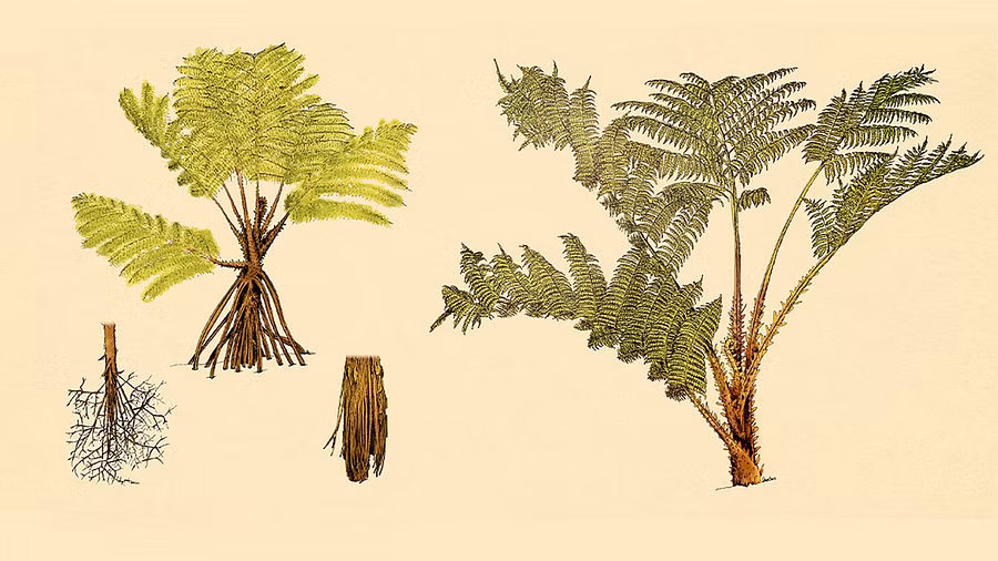 A fern that rises from the dead