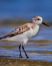 8 RAREST ANIMALS IN THE WORLD!