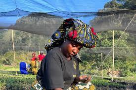 ‘Extinct’ trees found in Tanzania sparks hope for ecosystem recovery