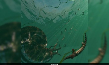 Ammonites Thrived Before Dinosaur-Killing Asteroid Impact, Study Finds