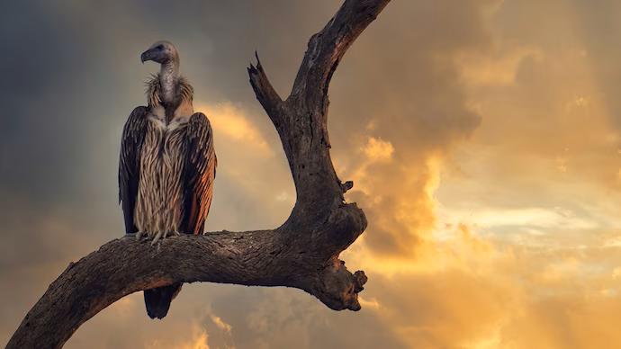 How the decline of Indian vultures could have led to 1,00,000 human deaths a year