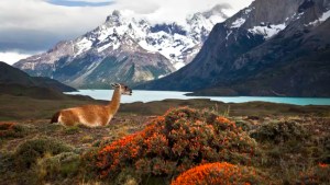 Which continent has the most animal species? 1